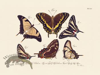 Jablonsky Butterfly 042
